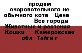 продам очаровательного не обычного кота › Цена ­ 7 000 000 - Все города Животные и растения » Кошки   . Кемеровская обл.,Тайга г.